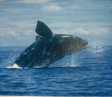 Picture of a whale jumping out of water