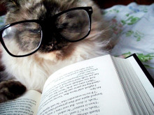 Cat wearing glasses reading a book.