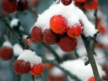 Snow on red berries