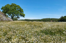 A tree and a wheat field in Röe, Sweden. The wheat field is filled with pretty white flowers.