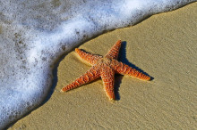 Image of a beach with sea foam rising, almost touching a starfish on the sand.