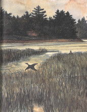 Color illustration of a bird flying low over a marsh. Island or peninsula in the background shows a small house amid dark pine trees