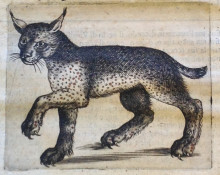 Engraving depicting a Lynx (pag. 36), from our copy of Persio tradotto in verso sciolto e dichiarato da Francesco Stelluti. Roma: Giacomo Mascardi, 1630.