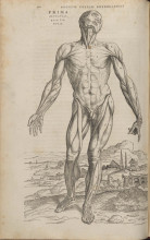 Copper-plate engraving of a "muscle man" from Andreas Vesalius (1514-1564). De humani corporis fabrica libri septem (Basel: Johannes Oporinus, 1543).