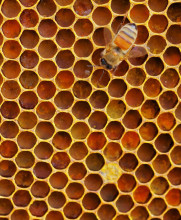 Honeybee on honeycomb