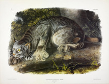 Lynx Plate from Audubon's Viviparous Quadrupeds