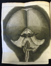 Plate 24, on the eyes and head of the grey drone-fly, from Micrographia. London: John Martyn & James Allestry. Printers of the Royal Society, 1665