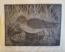 Black and white wood engraving of a bird in tall grass.