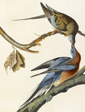 Illustration of a male and female passenger pigeon beak to beak on branches
