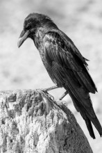 Black and white image of a creepy raven perched on a rock
