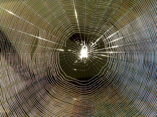 Picture of a spider web