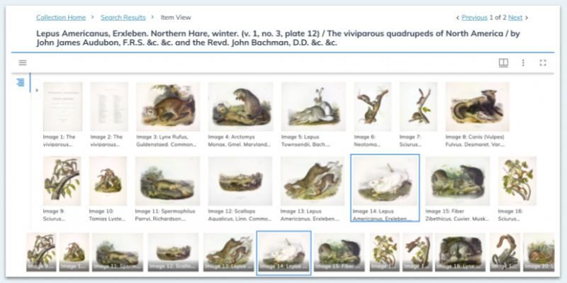 Gallery View of new interface for image digital collections.